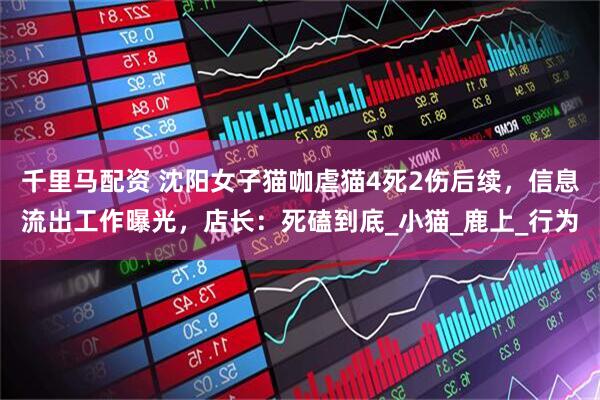 千里马配资 沈阳女子猫咖虐猫4死2伤后续，信息流出工作曝光，店长：死磕到底_小猫_鹿上_行为